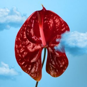 Dead Furies: "V"  (LP)